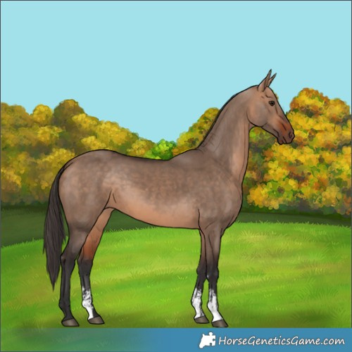 Horse Color:Bay Dun Sabino 