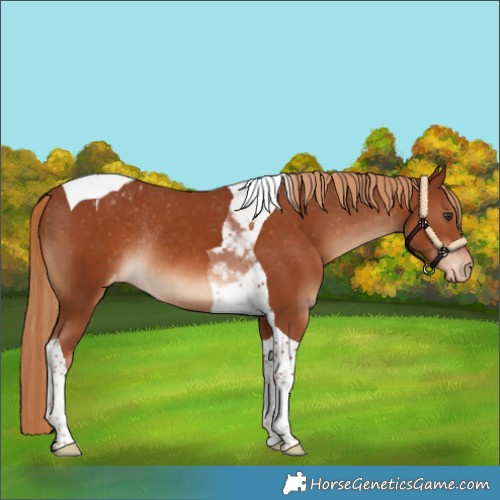 Horse Color:Chestnut Tobiano Blanket Rabicano 