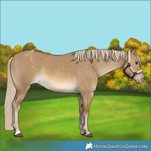 Horse Color:Chocolate Palomino Dun Varnish Rabicano 
