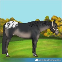 Horse Color:Black Blanket Rabicano 