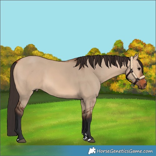 Horse Color:Bay Dun 