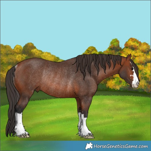 Horse Color:Bay Rabicano