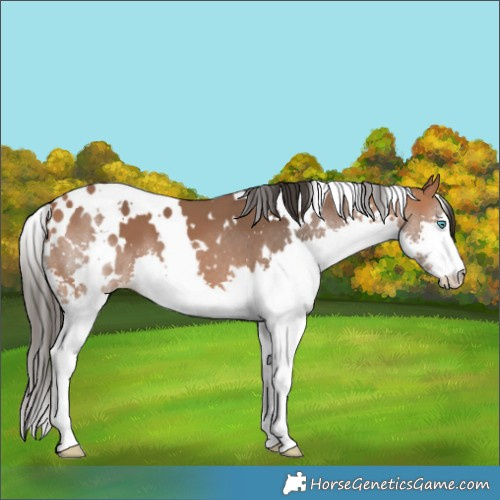 Horse Color:White Spotted Bay Splash 