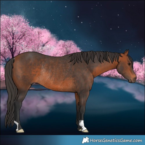 Horse Color:Bay Rabicano