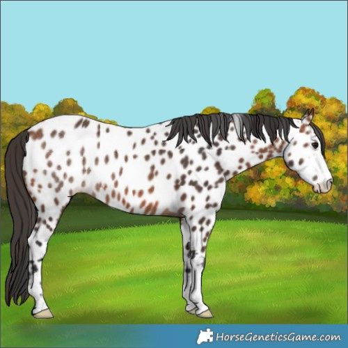 Horse Color:Bay Near Leopard 