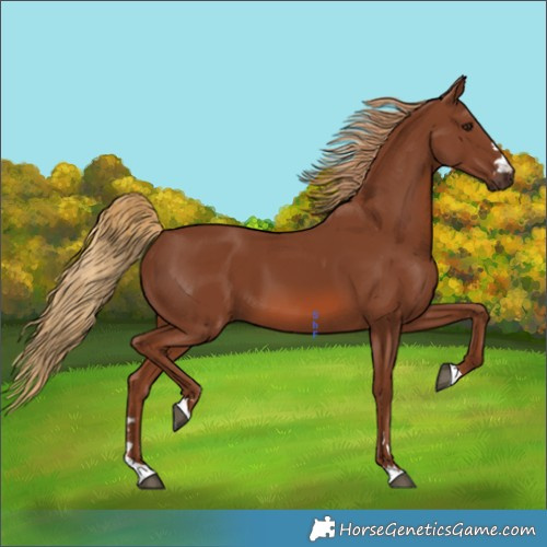 Horse Color:Chestnut 