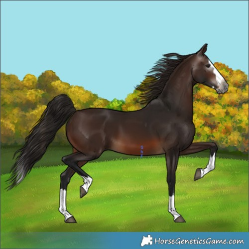 Horse Color:Gray Bay Splash 