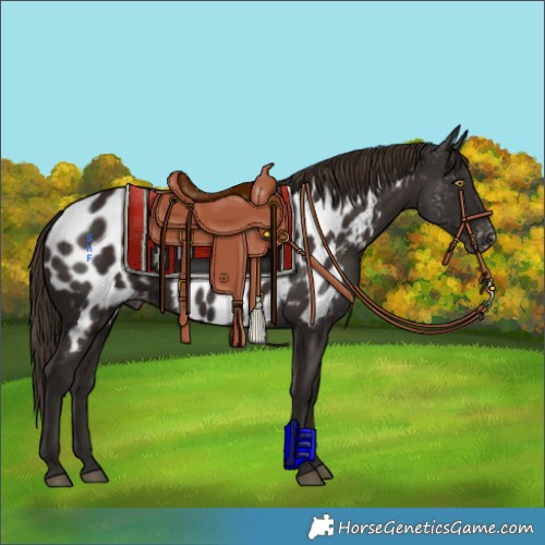 Horse Color:Liver Chestnut Appaloosa 