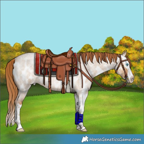 Horse Color:Red Dun Roan Splash Appaloosa 