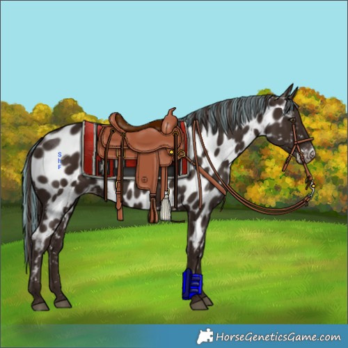Horse Color:Painted Liver Chestnut Appaloosa 