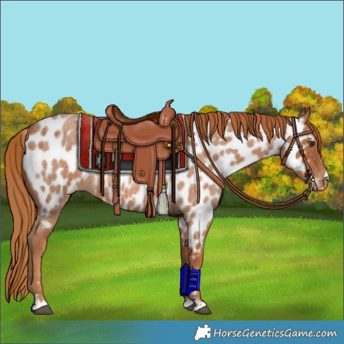 Horse Color:Red Roan Appaloosa 