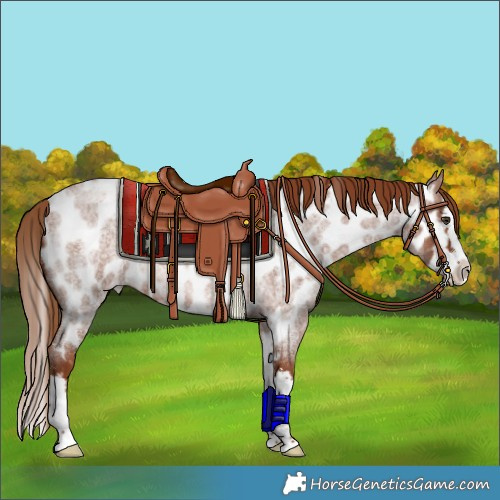 Horse Color:Red Roan Splash Appaloosa 