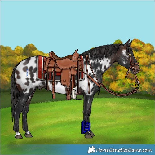 Horse Color:Brown Appaloosa 