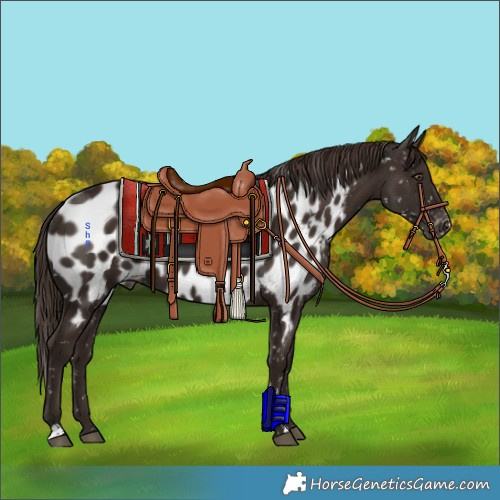 Horse Color:Liver Chestnut Appaloosa 