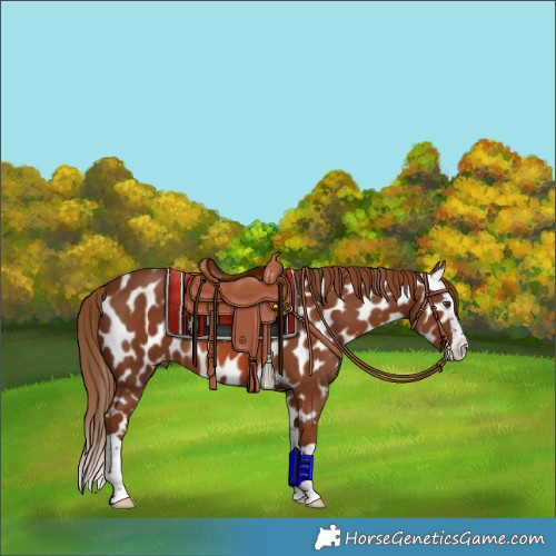 Horse Color:Chestnut Splash Appaloosa 