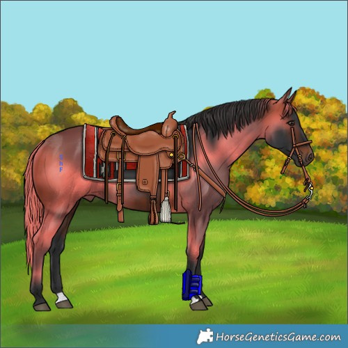 Horse Color:Brown 