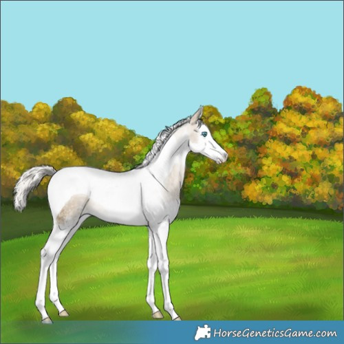 Horse Color:White Spotted Silver Smoky Black Pearl Splash Tobiano