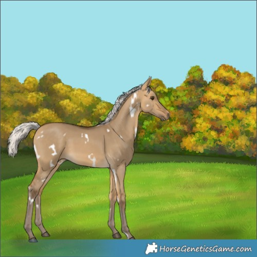 Horse Color:White Spotted Silver Buckskin Dun