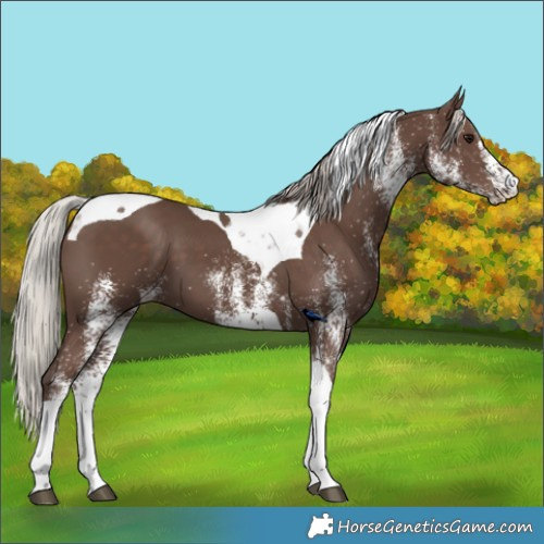 Horse Color:White Spotted Silver Black Tobiano 