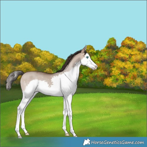 Horse Color:Sable Champagne Dun Splash 