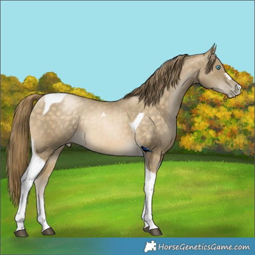 Horse Color:Brown Snowdrop Pearl Tobiano Rabicano 