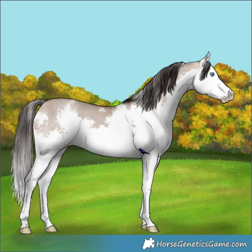 Horse Color:Sable Champagne Dun Sabino Splash 
