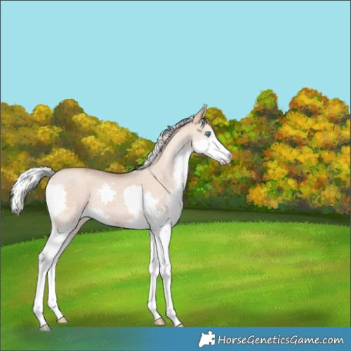 Horse Color:Silver Classic Champagne Dun Splash