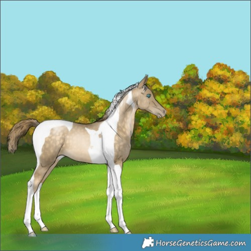 Horse Color:Buckskin Snowdrop Tobiano 