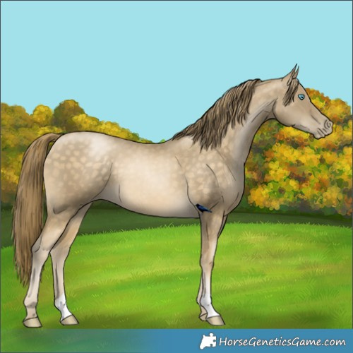 Horse Color:Buckskin Snowdrop 
