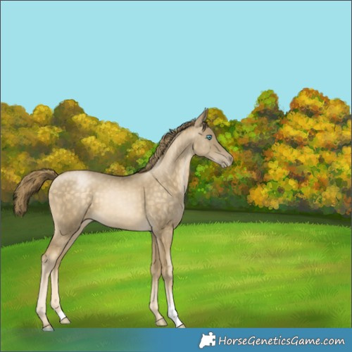 Horse Color:Buckskin Snowdrop 