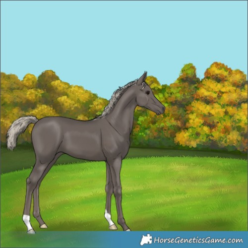 Horse Color:Silver Smoky Black