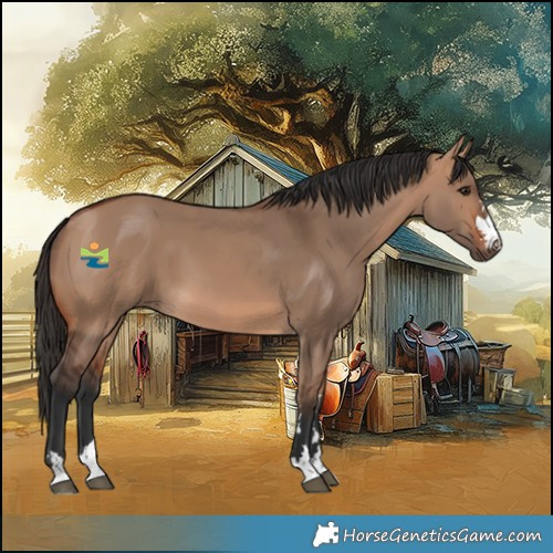 Horse Color:Bay Dun 