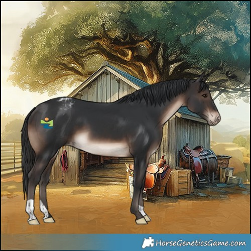 Horse Color:Brown Appaloosa