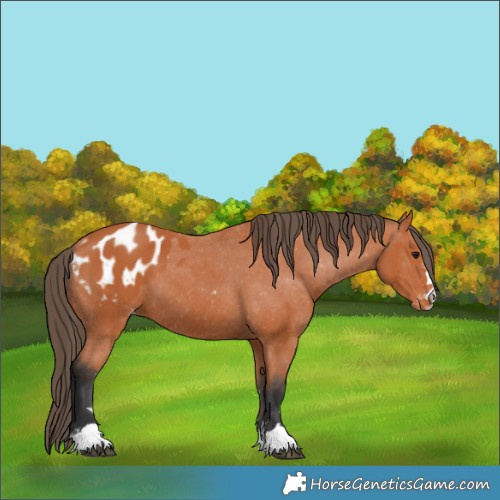 Horse Color:Bay Appaloosa 