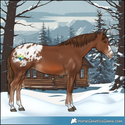 Horse Color:Chestnut Blanket 