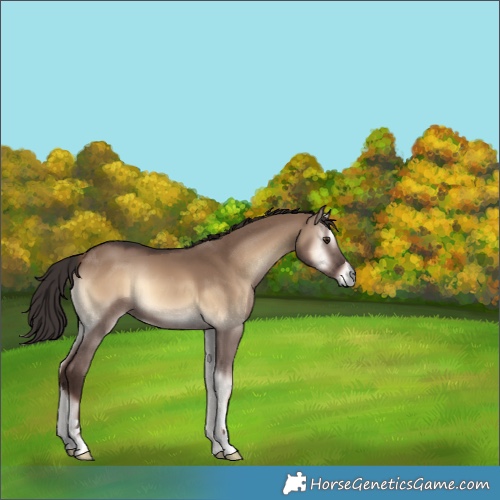Horse Color:Liver Red Dun Onyx 
