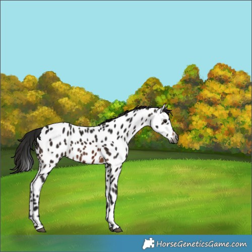 Horse Color:Gray Brown Appaloosa 