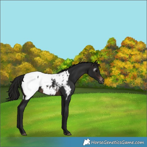Horse Color:Gray Brown Appaloosa 