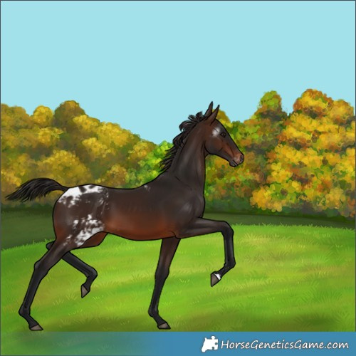 Horse Color:Gray Bay Skewed Appaloosa 