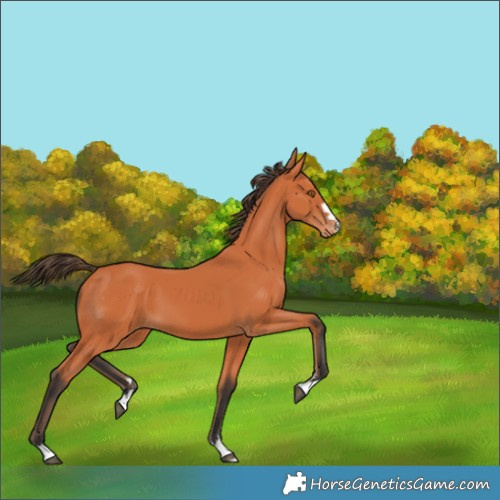 Horse Color:Bay Skewed Appaloosa 
