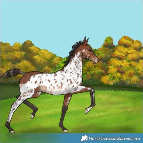 Horse Color:Bay Skewed Appaloosa 