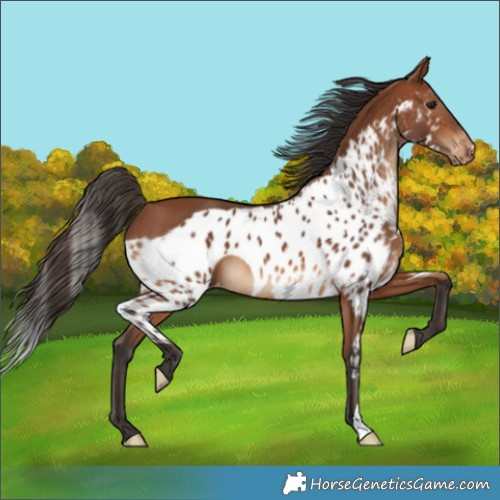 Horse Color:Bay Skewed Appaloosa 