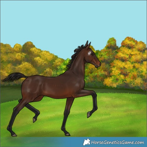 Horse Color:Gray Bay