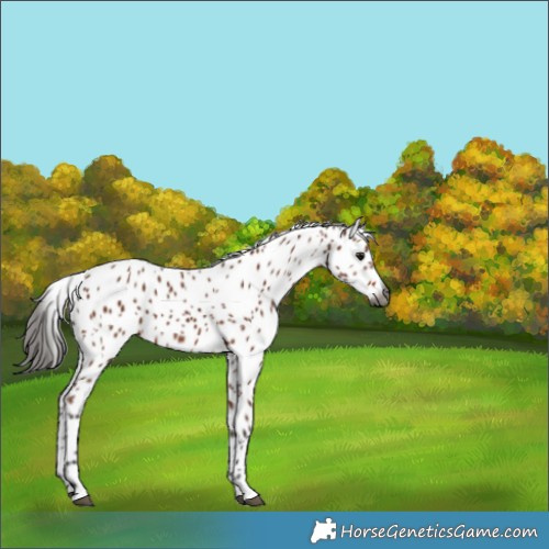 Horse Color:Gray Bay Appaloosa