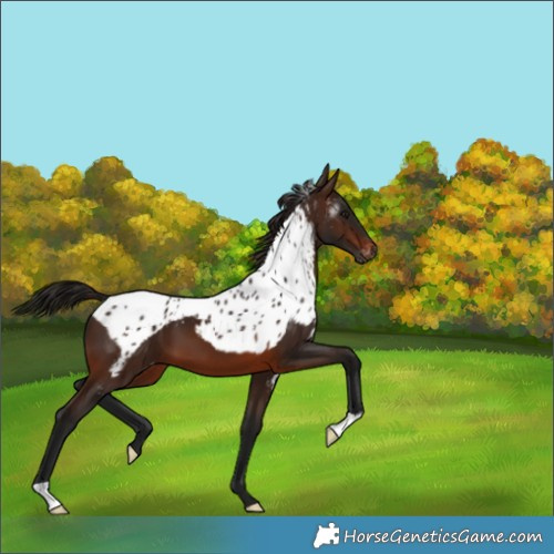 Horse Color:Gray Bay Skewed Appaloosa 