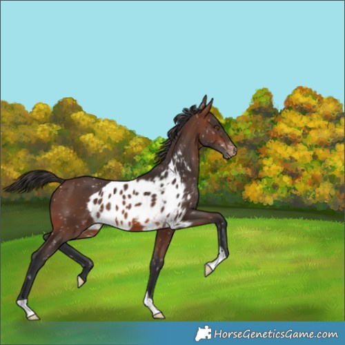 Horse Color:Brown Skewed Appaloosa 