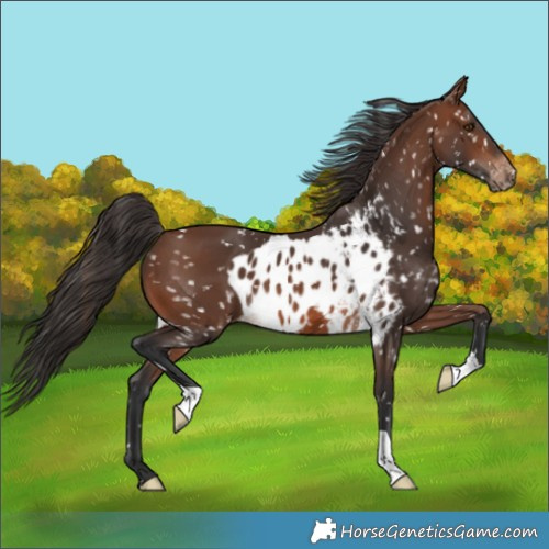 Horse Color:Brown Skewed LP Spotted 