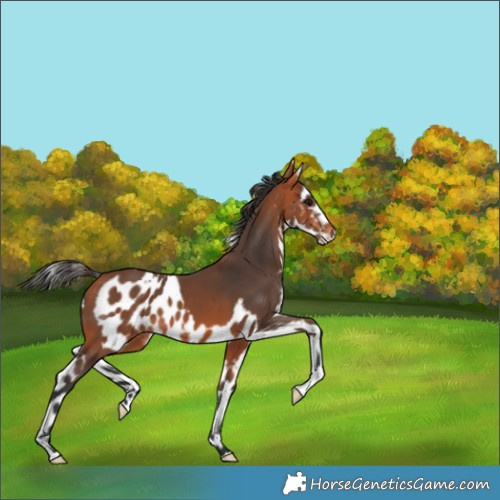 Horse Color:Bay Skewed Appaloosa 
