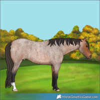 Horse Color:Bay Roan 