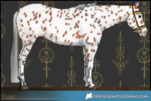 Horse Color:Bay Sabino Near Leopard 
